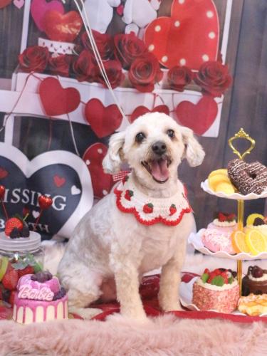 20250207ペカくん